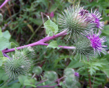 File:Arctium lappa02.jpg