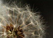 File:Dandelion clock detail.jpg